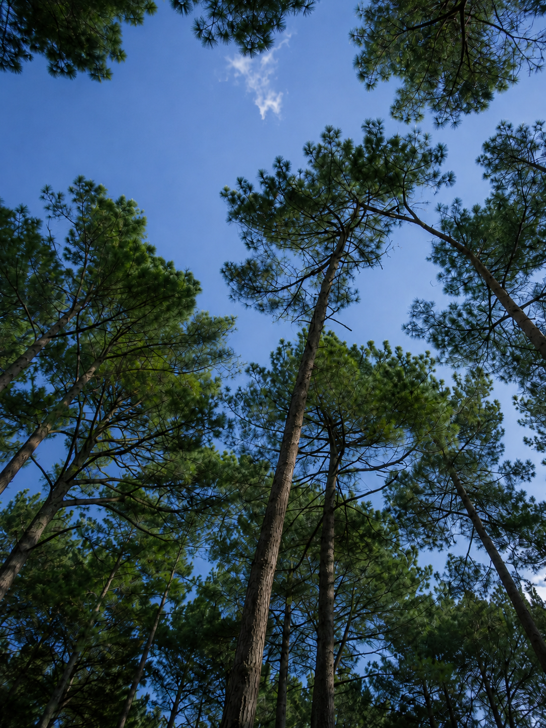 Naturaleza.png